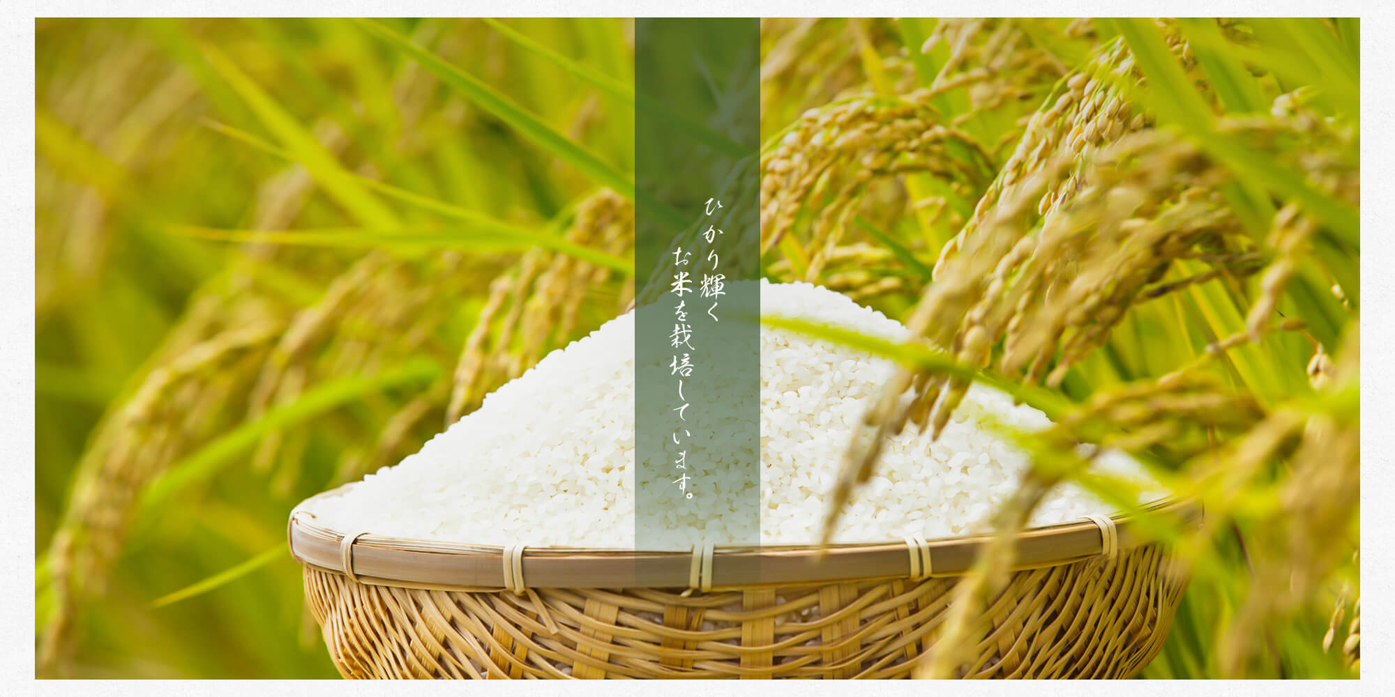 ふわふわとひかり輝くお米を栽培しています。